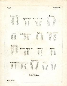 Molars