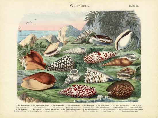 Molluscs, c.1860 a German School, (19th century)