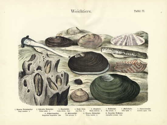 Molluscs, c.1860 a German School, (19th century)