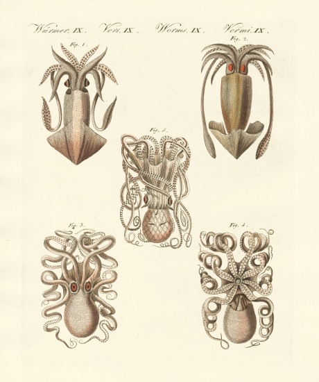 Molluscs or soft worms a German School, (19th century)