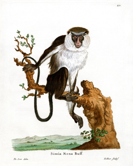 Mona Monkey a German School, (19th century)