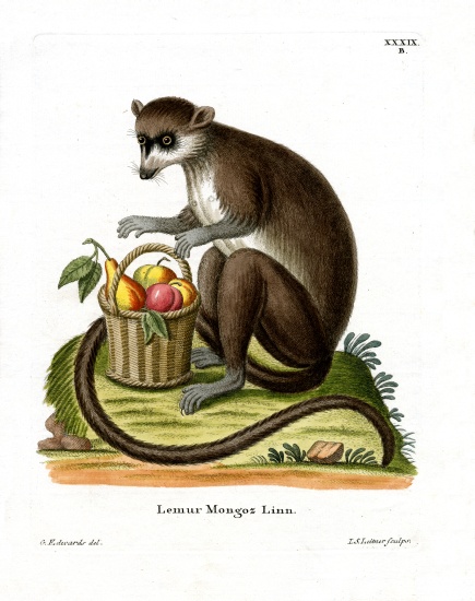 Mongoose Lemur a German School, (19th century)