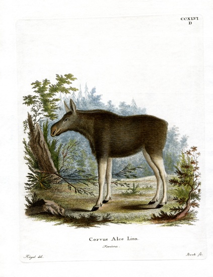 Moose a German School, (19th century)