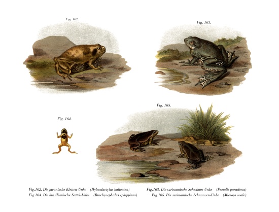 Muller's Narrowmouth Toad a German School, (19th century)