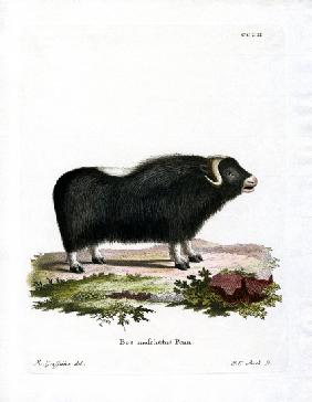 Musk Ox