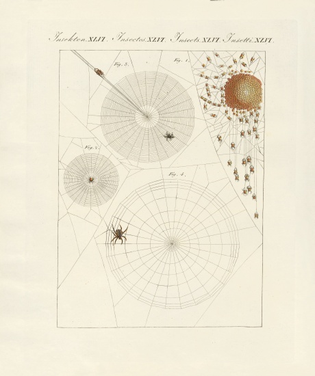 Natural history of the spider a German School, (19th century)