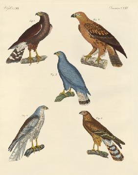 New known birds of prey