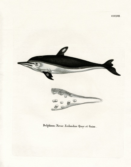 New Zealand Dolphin a German School, (19th century)