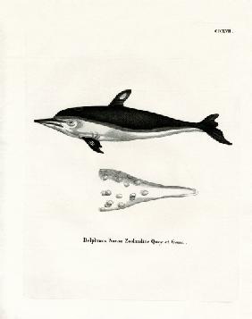 New Zealand Dolphin