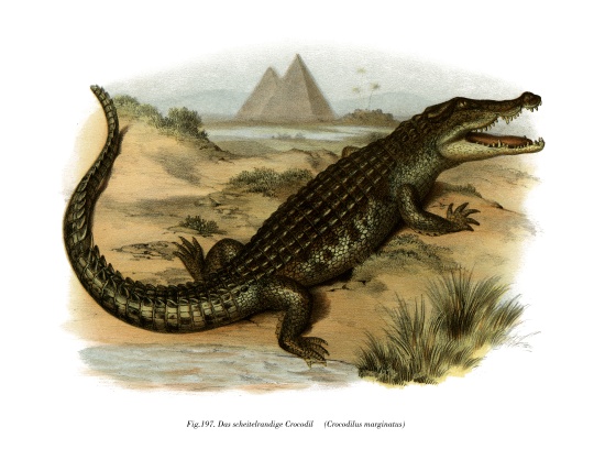 Nile Crocodile a German School, (19th century)