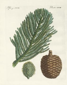 Norfolk Island Pine