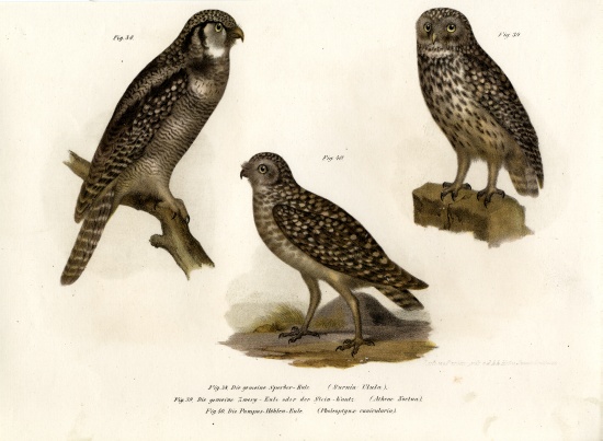 Northern Hawk Owl a German School, (19th century)