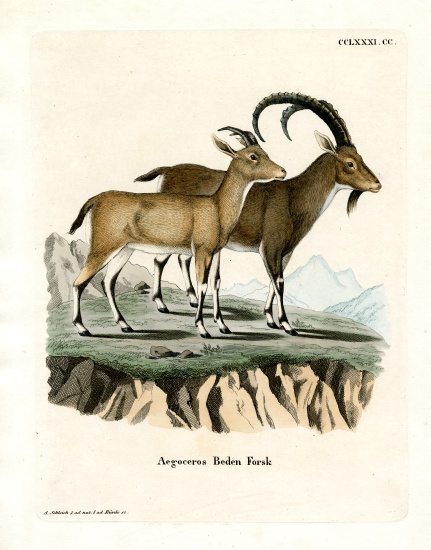 Nubian Ibex a German School, (19th century)