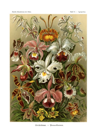 Orchideae a German School, (19th century)