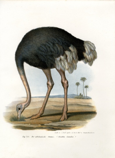 Ostrich a German School, (19th century)