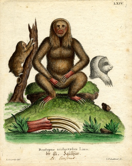 Pale-throated Sloth a German School, (19th century)