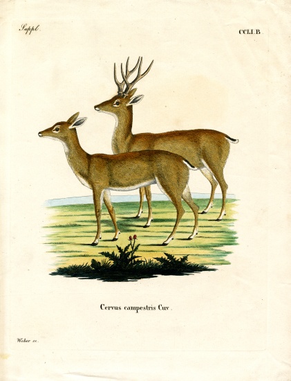 Pampas Deer a German School, (19th century)