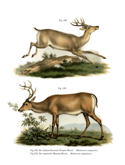 Pampas Deer a German School, (19th century)