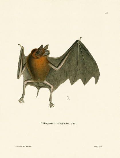 Parnell's Mustached Bat a German School, (19th century)