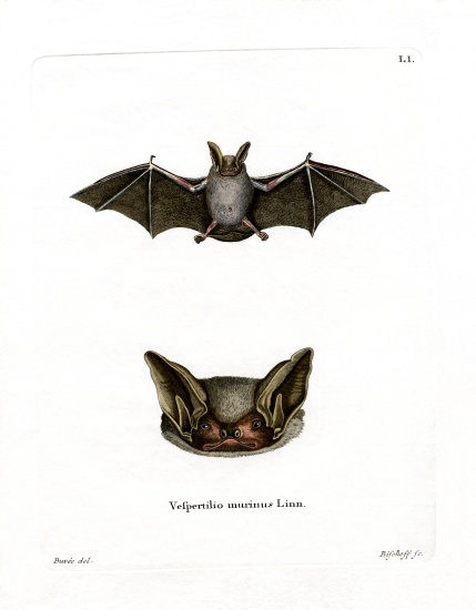 Particoloured Bat a German School, (19th century)