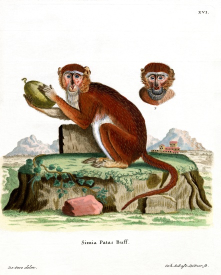Patas Monkey a German School, (19th century)