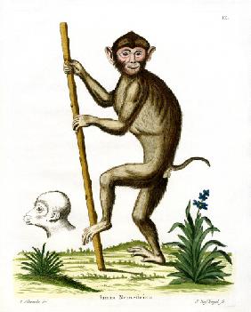 Pig-tailed Macaque