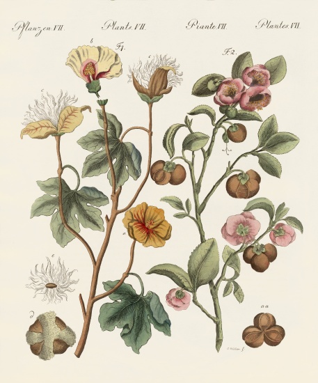 Plants from hot countries a German School, (19th century)