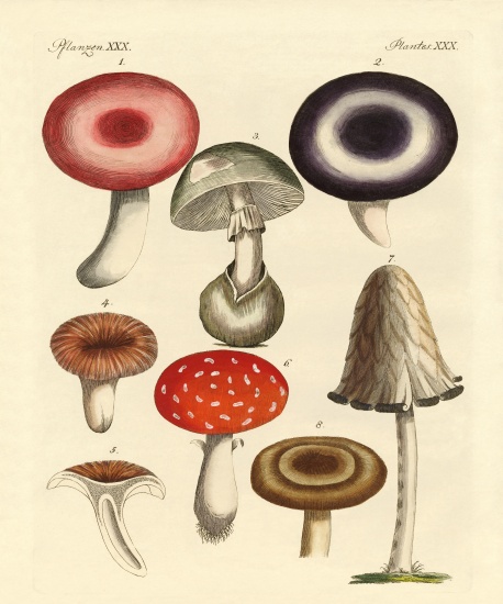 Poisonous German mushrooms a German School, (19th century)