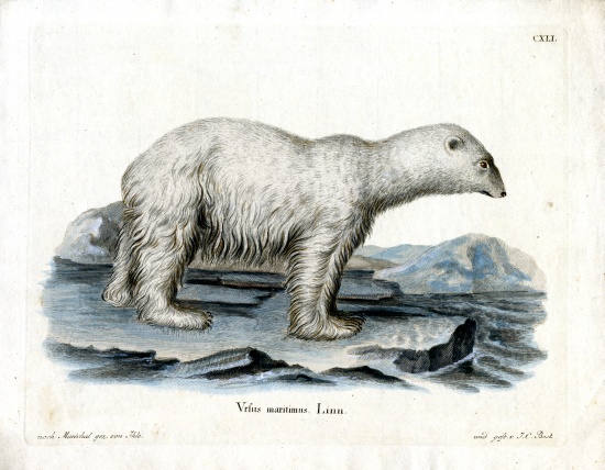 Polar Bear a German School, (19th century)