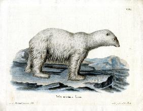 Polar Bear