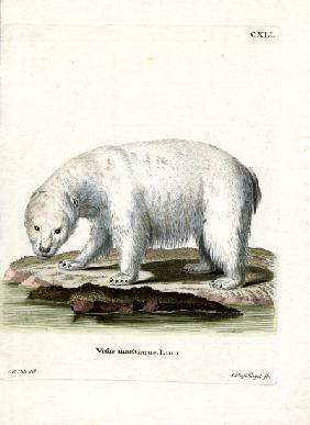 Polar Bear