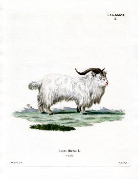 Pygmy Goat