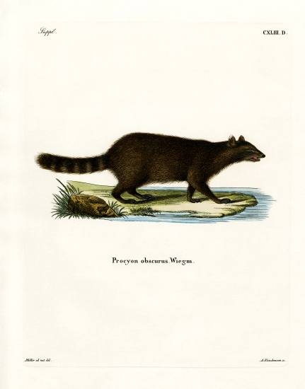 Raccoon a German School, (19th century)