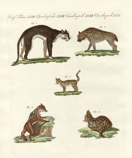 Rapacious animals a German School, (19th century)