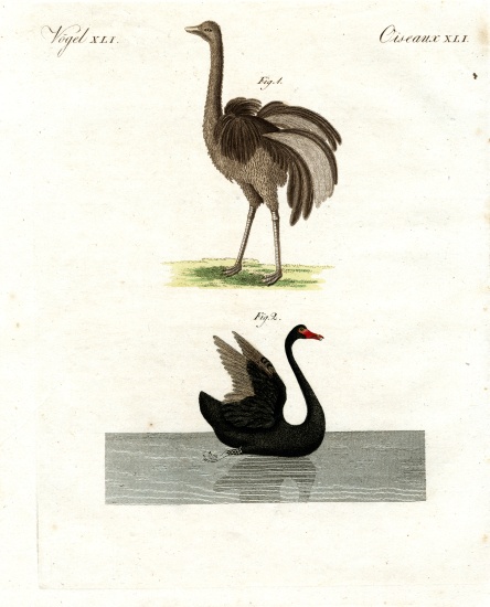 Rare birds a German School, (19th century)