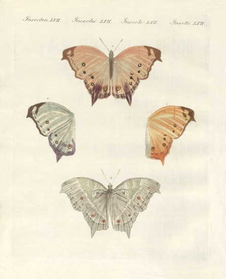 Rare butterflies a German School, (19th century)