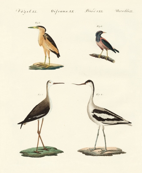 Rare German birds a German School, (19th century)