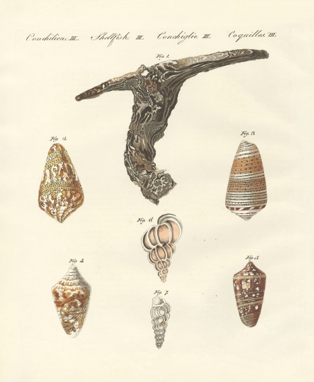 Rare shells a German School, (19th century)