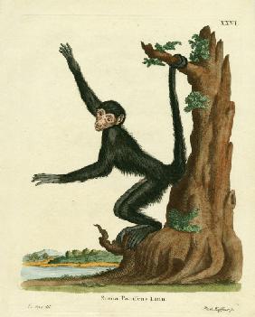 Red-faced Spider Monkey