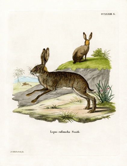 Red-necked Scrub Hare a German School, (19th century)
