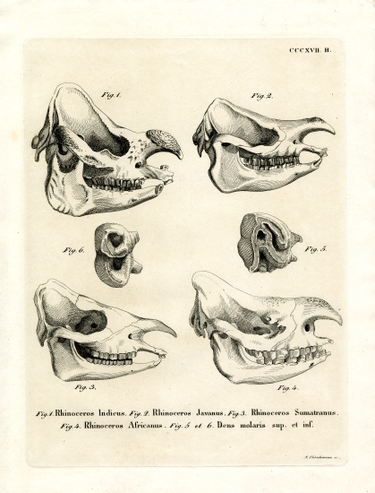 Rhino Skulls a German School, (19th century)