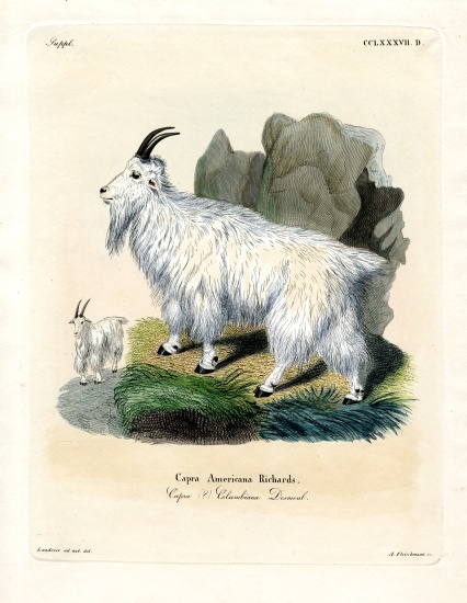 Rocky Mountain Goat a German School, (19th century)