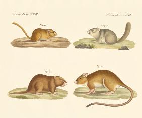 Rodents