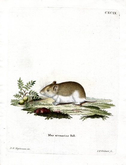 Sandy Mole Rat a German School, (19th century)