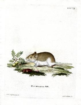 Sandy Mole Rat