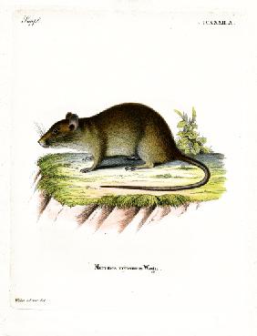 Short-tailed Bandicoot Rat