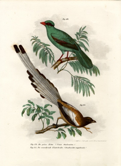 Short-tailed Green Magpie a German School, (19th century)