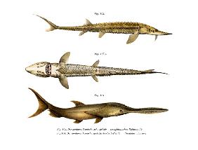 Shovelnose Sturgeon