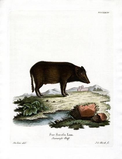 Siamese Wild Boar a German School, (19th century)
