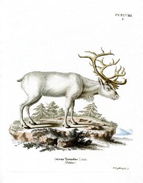 Siberian Reindeer